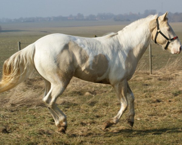 stallion Star In Montana (Paint Horse, 2007, from MKS Magic Johnson)