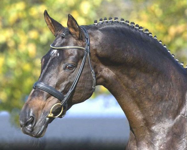 stallion Finley M (Trakehner, 1990, from Bartholdy)