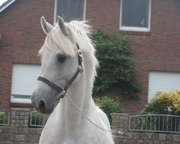 stallion Bandit (Little German Riding Horse, 1994, from Bachus)