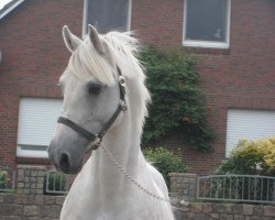 stallion Bandit (Little German Riding Horse, 1994, from Bachus)