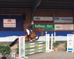 jumper My Nina (Irish Sport Horse, 2008, from Martell)