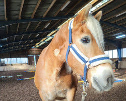 dressage horse Neleos (Haflinger, 2010, from Nytos W)