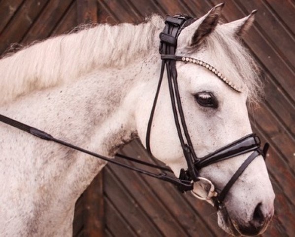 Dressurpferd Lisnagra Fiona (Connemara-Pony, 2015, von Kingstown Fionn)