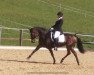 dressage horse Sternbergs Shirley (Connemara Pony, 2011, from El Larry II)