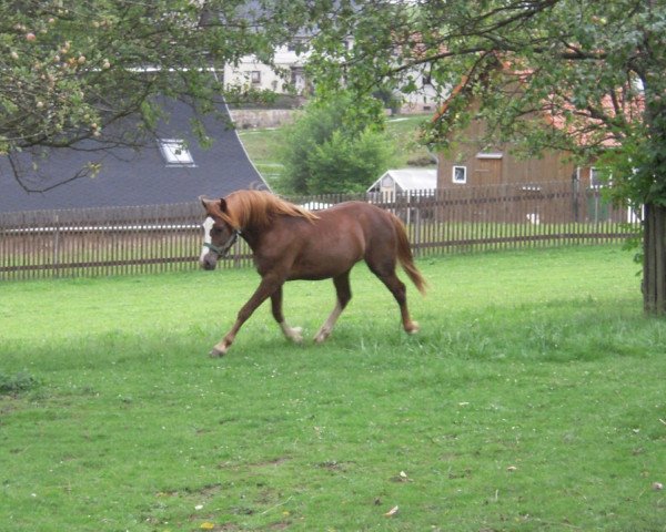 Pferd Göltzschtalbrücke Dastin (Welsh-Cob (Sek. D), 2009, von Neuaddparc Black Diamond)