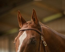 horse Jac El Cody (Quarter Horse, 2005, from Jacs on Top)