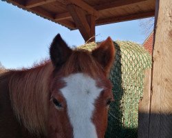 Pferd Smartie (Shetland B (über 107-117), 1999)