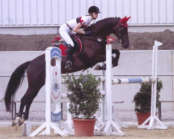 broodmare Go for Gold Angel (Trakehner, 2001, from Finley M)