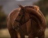 dressage horse Emma 321 (Hanoverian, 2011, from Edward 28)