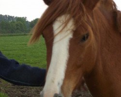 dressage horse Choice (German Riding Pony, 2005, from Charm of Nibelungen)