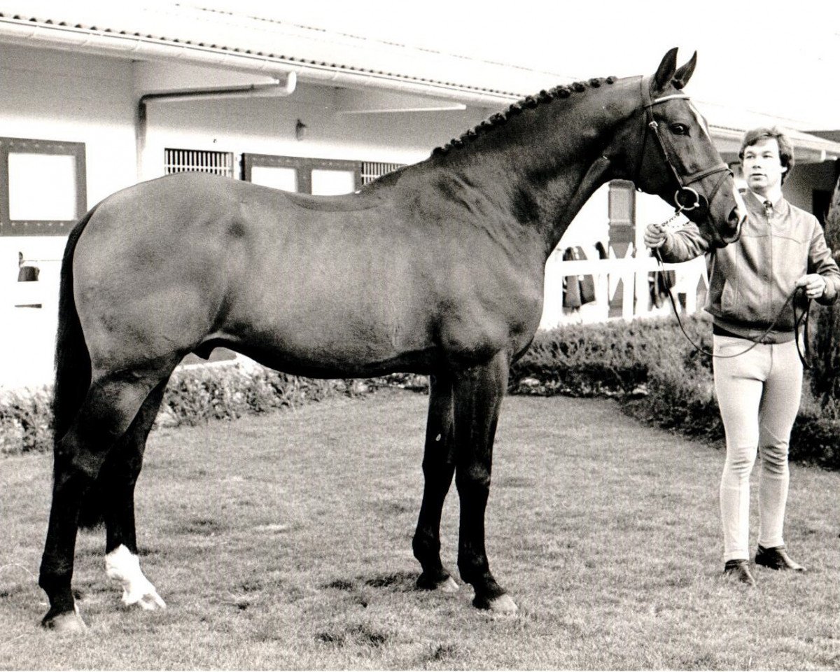 stallion Nimmerdor (KWPN (Royal Dutch Sporthorse), 1972, from Farn)
