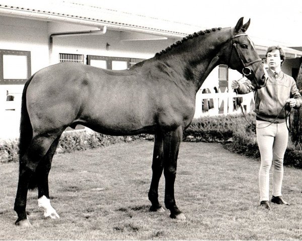 stallion Nimmerdor (KWPN (Royal Dutch Sporthorse), 1972, from Farn)
