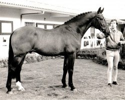 stallion Nimmerdor (KWPN (Royal Dutch Sporthorse), 1972, from Farn)