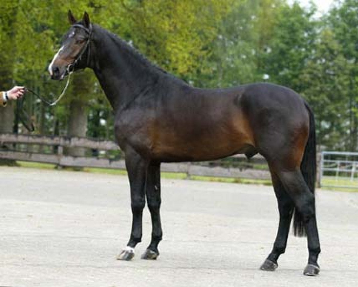 stallion Unitair (KWPN (Royal Dutch Sporthorse), 2001, from Voltaire)