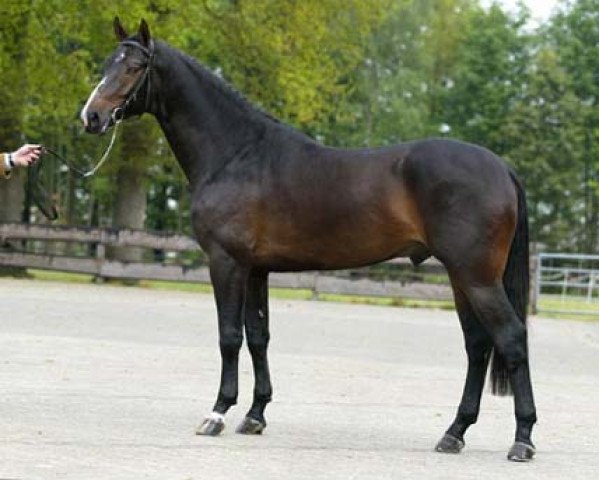 stallion Unitair (Royal Warmblood Studbook of the Netherlands (KWPN), 2001, from Voltaire)