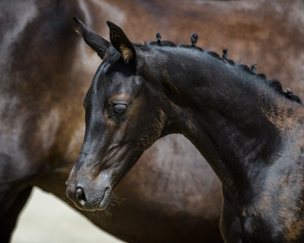 dressage horse Belle Fille (Oldenburg, 2022, from D'Egalite)