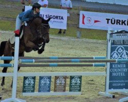 horse Zulio (KWPN (Royal Dutch Sporthorse), 2004, from Saumur-O)