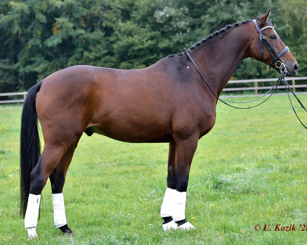 dressage horse Cantharis Cadiz (ex Catharis) (Trakehner, 2009, from Insterburg TSF)