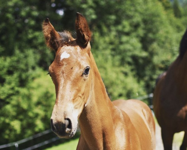 horse Kian Blue Z (Zangersheide riding horse, 2022, from Kazan Z)