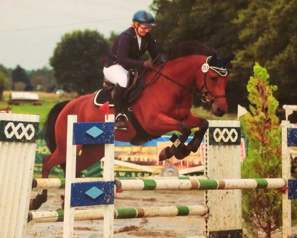 eventing horse King Charly (German Riding Pony, 2009, from Cobold Es)