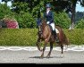 broodmare H Gerne Cheyenne (Welsh-Cob (Sek. D), 2007, from Gwastad Mabon Mai)