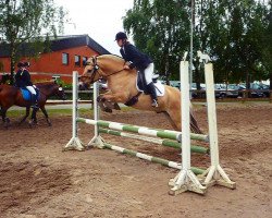 horse Henriko (Fjord Horse, 1999, from Haavaniko)