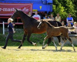 broodmare Be Happy (Holsteiner, 2009, from Cachas)