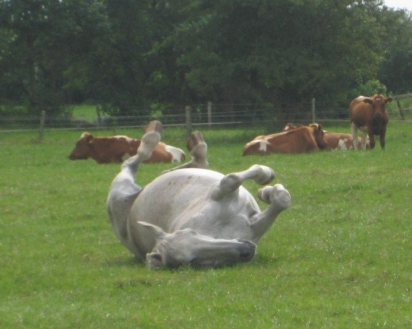 broodmare Eva I (Holsteiner, 1990, from Alcatraz)