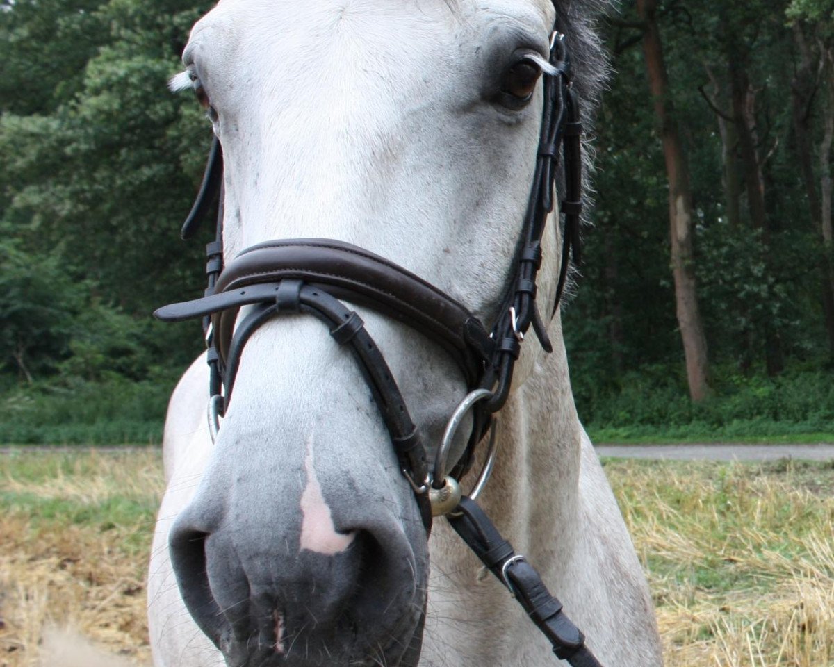 jumper Curd H (Holsteiner, 2005, from Chico's Boy)