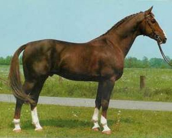 stallion General I (Hanoverian, 1977, from Graphit)