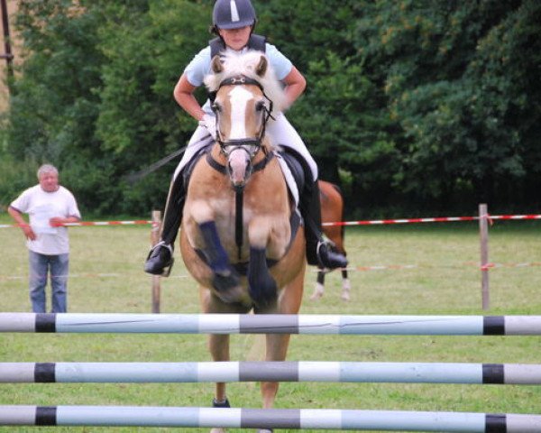 broodmare Orafee PrSt. (Haflinger, 1991, from Nachtflug GF.)