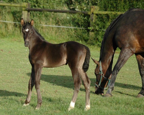 Springpferd Solino Sunrise (Westfale, 2009, von Sandro Boy Junior)