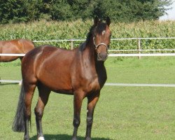 dressage horse Finja (Westfale, 2002, from Ferragamo)