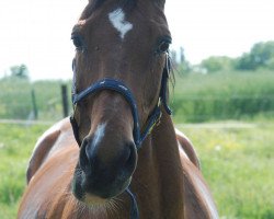 horse Grefena (Trakehner, 1995, from Grenzfall)