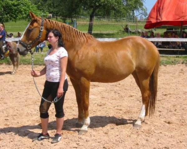 Pferd White Lady (Zweibrücker, 1995, von Weinheim)