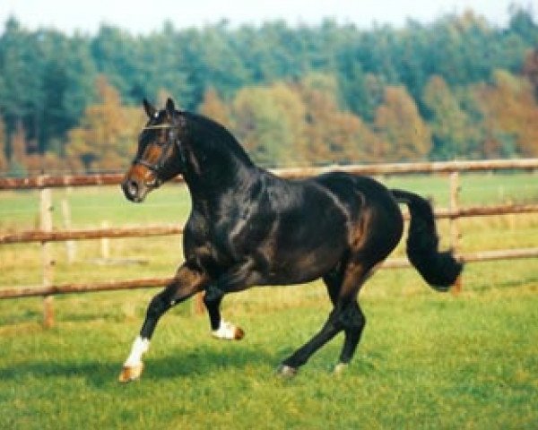 stallion Compliment (Hanoverian, 1991, from Calypso II)