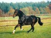 horse Compliment (Hanoverian, 1991, from Calypso II)