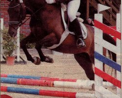 broodmare Bellariva K (Westphalian, 1992, from Bormio xx)