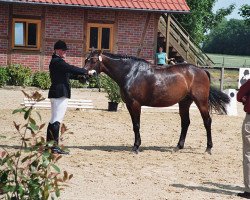 Pferd Rocktime (Westfale, 2002, von Riccione)