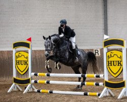 dressage horse Levinja 18 (Oldenburg show jumper, 2015, from Levisonn 208 FIN)