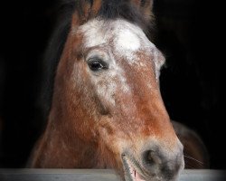 jumper Max 4032 (KWPN (Royal Dutch Sporthorse), 2009)