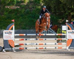 jumper Balous Zottel S (Hanoverian, 2011, from Balou du Rouet)