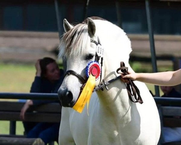 broodmare Klosterhof's Jade Baroness (Fjord Horse, 2016, from Solfin Skovå)