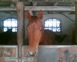 horse Blue Bird (Westphalian, 1998, from Beltain)