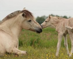 broodmare Hjelka (Fjord Horse, 2003, from Helge)