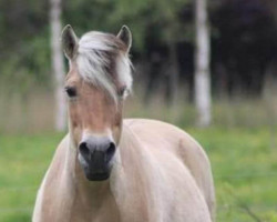 Zuchtstute Aleska Baroness (Fjordpferd, 2002, von Roni Baron)