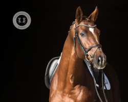 stallion Rauhreif (Trakehner, 2019, from Freiherr von Stein)