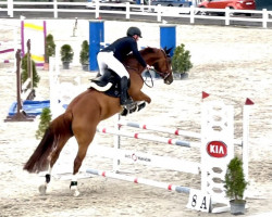 jumper Qualite 56 de Myatt (Belgian Warmblood, 2016, from Tangelo van de Zuuthoeve)