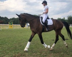 jumper Colino Life (German Sport Horse, 2017, from Chucas)