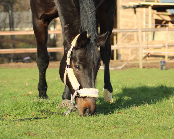 dressage horse Fioresso (Oldenburg, 2014, from For Romance I)